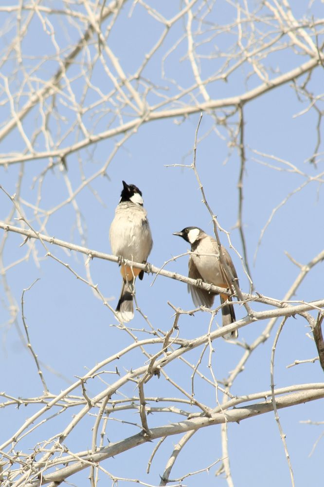 Photograph by Waleed Yousuf Alwahaibi