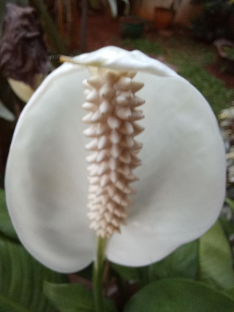 Photograph by Pujo Cahyono