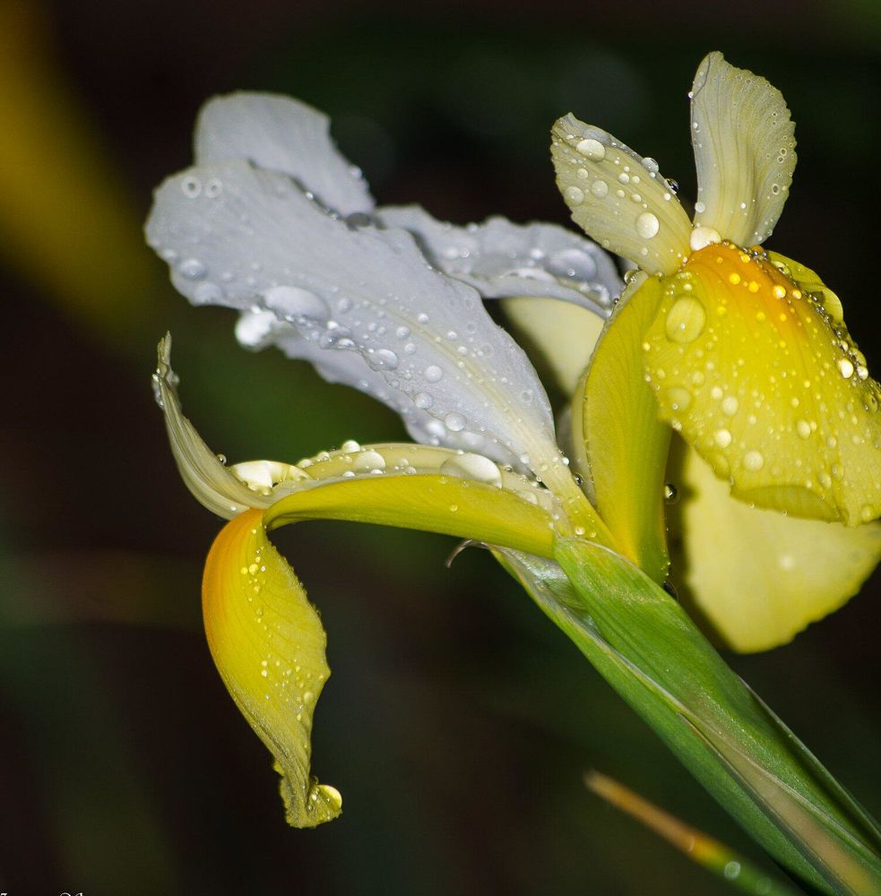 Фотография автора Ксения Смирнова