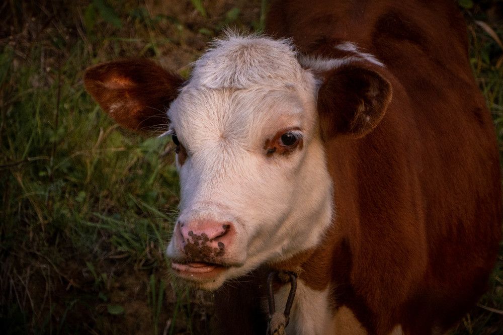 Photograph by Александр Ходакин