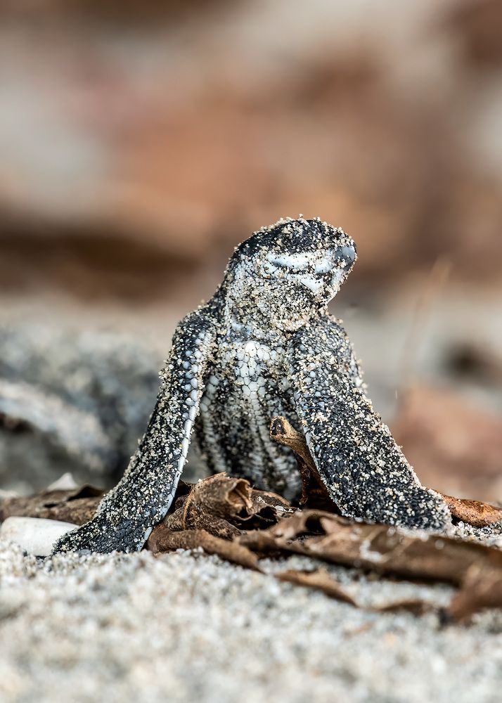 Photograph by Rose-Anne Reyes