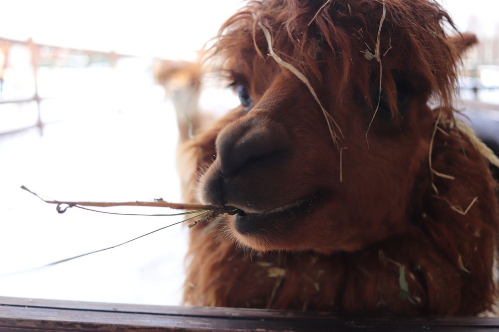 Photograph by Екатерина Самошкина