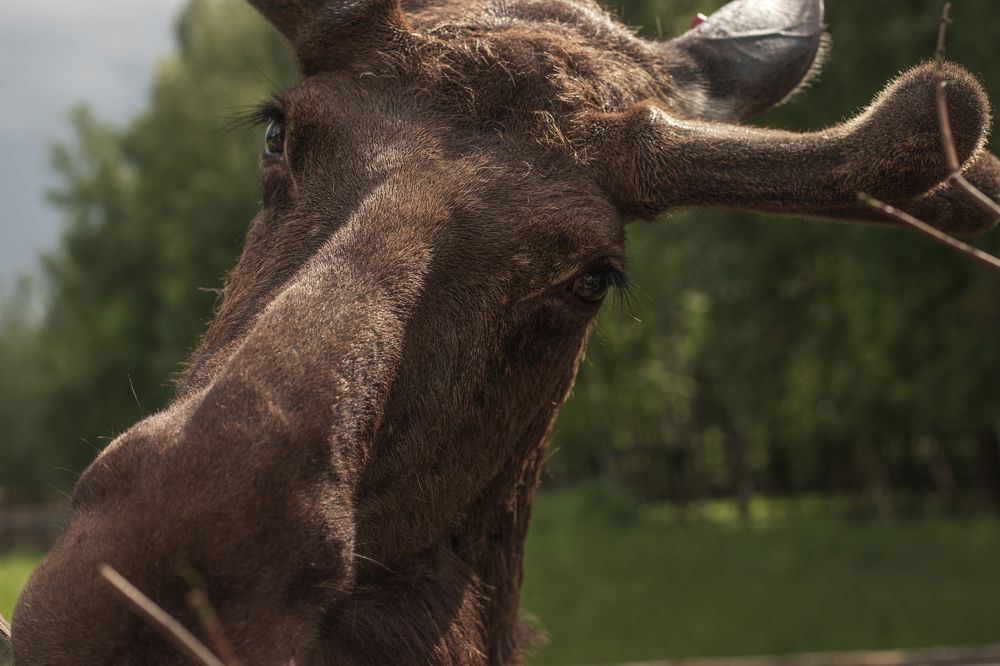 Photograph by Екатерина Самошкина