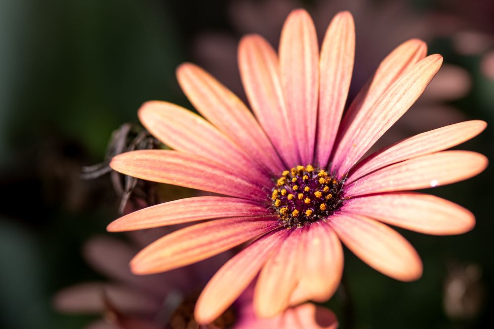 Osteospermum