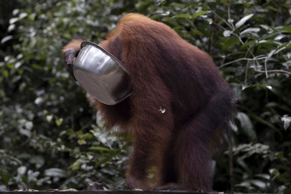 Funny Orangutan