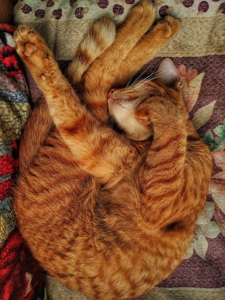 Photo #9646104