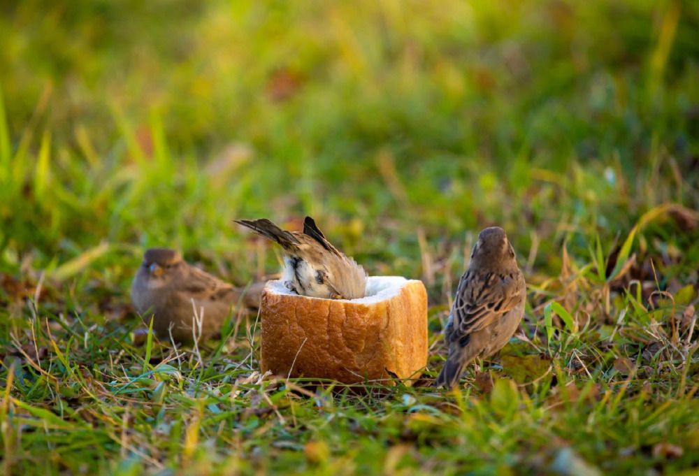 Photograph by Елена Хорохорина