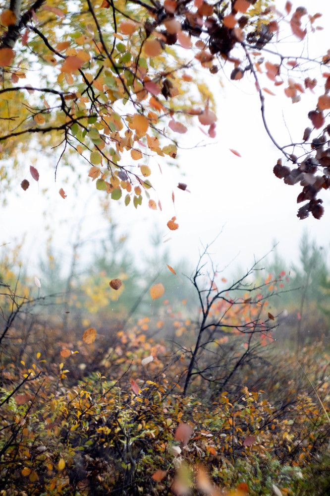 Photograph by Евгения Гуськова