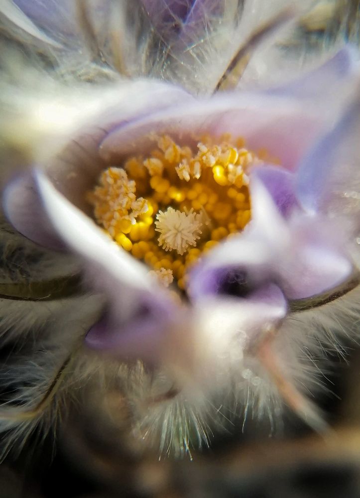 Распускается pulsatilla patens