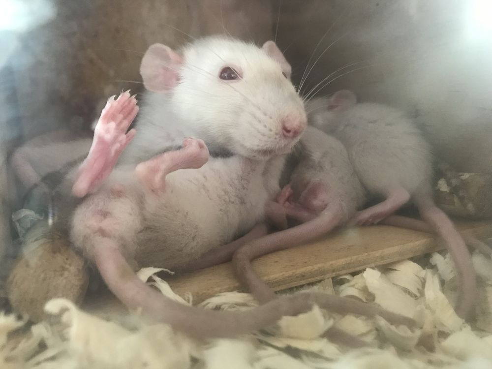 Старший в семье