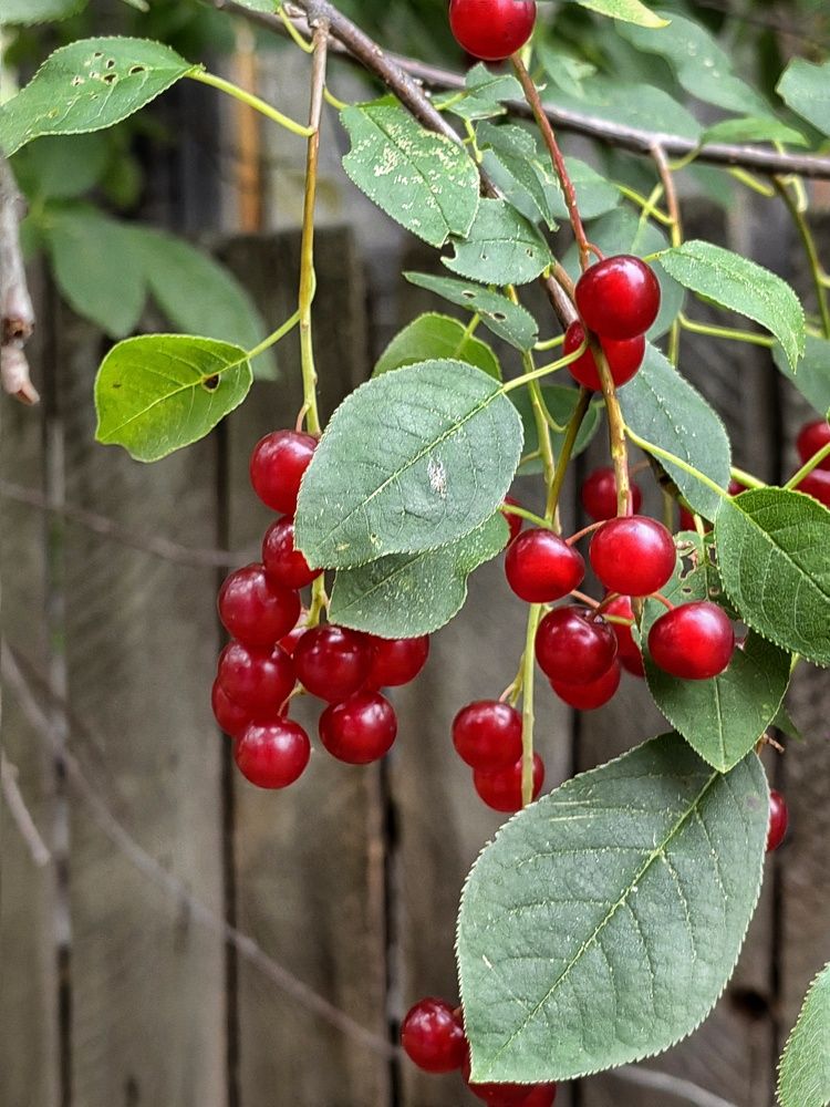 Деревенские зарисовки