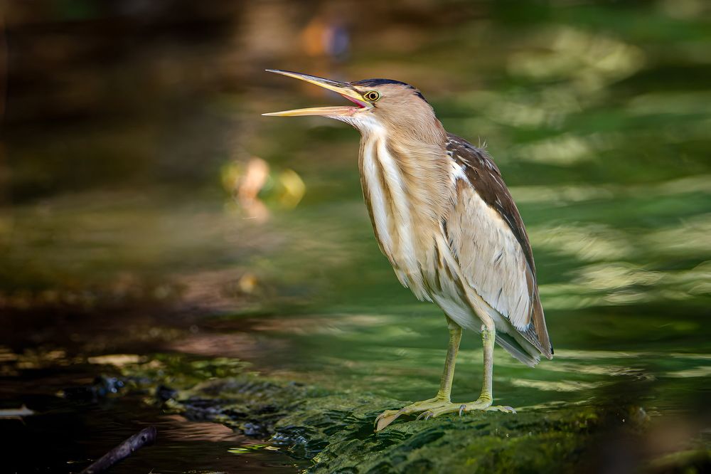 Photograph by Оксана Маховская