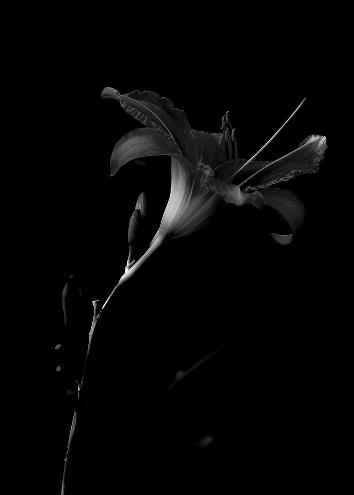 Photograph by Татьяна Светличная