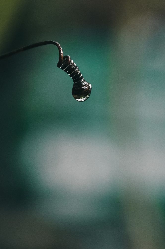 Photograph by Dewindu H. Fernando