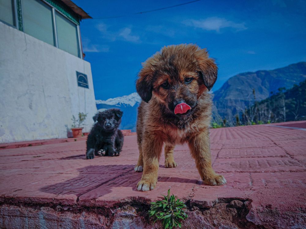 The mountain puppy.