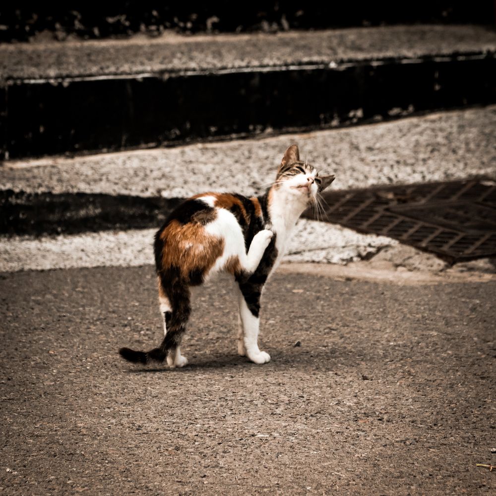 Photograph by Anton Krol