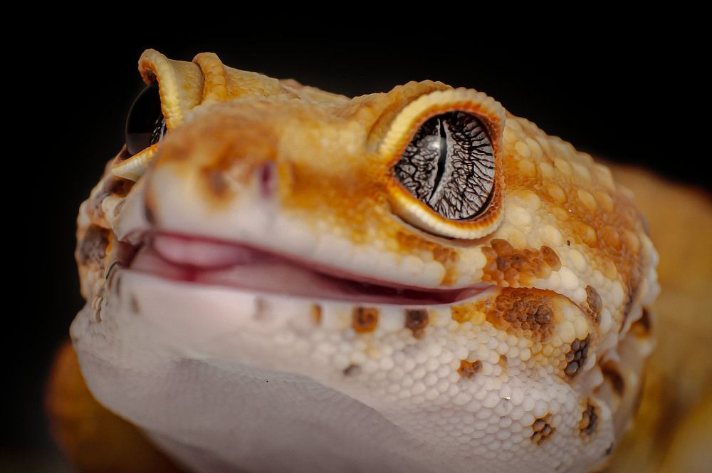 Photograph by Norman Celis