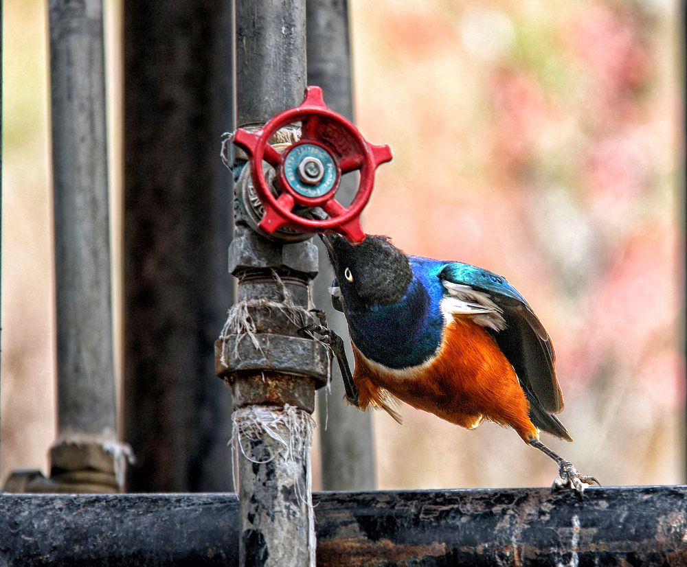 Photograph by Drora Baharal