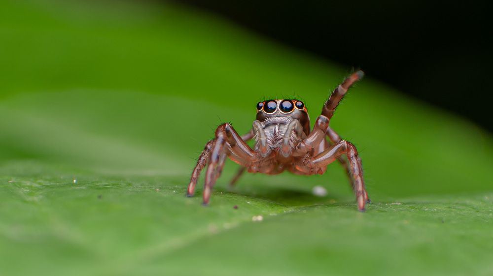 Photograph by Norman Celis