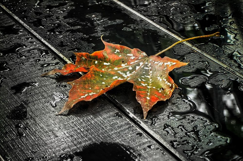 Photograph by Татьяна Бравая