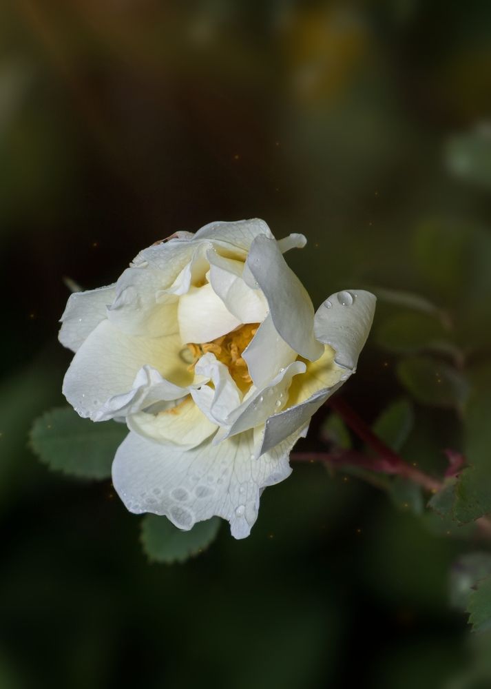 Photograph by Тамара Аржанова