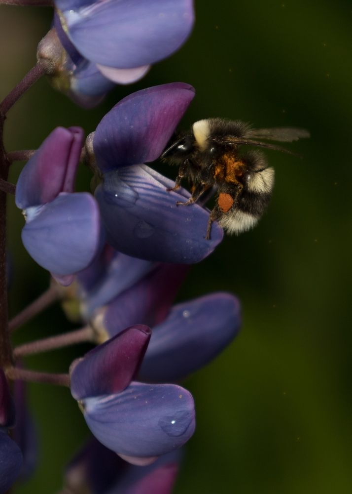Photograph by Тамара Аржанова