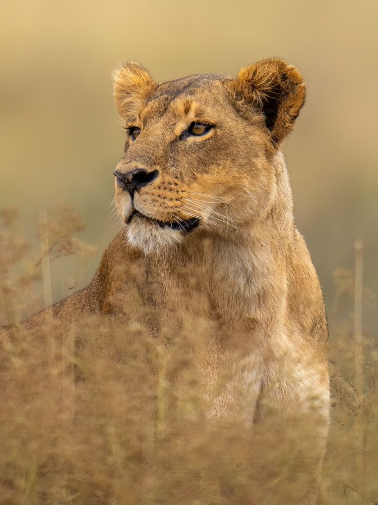 Photograph by Rajharsha Narayanswamy