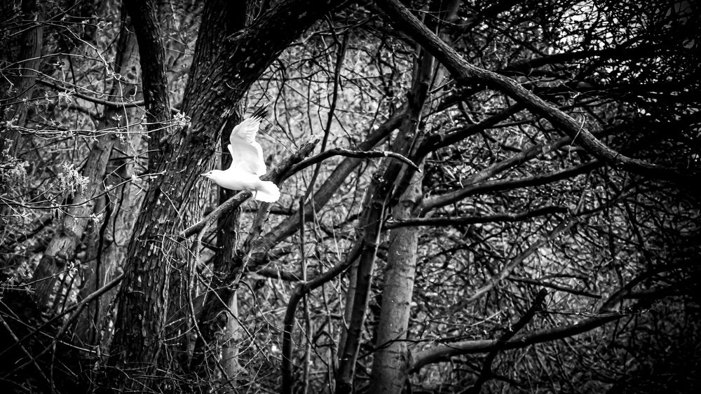 Photograph by Arindam Banerjee