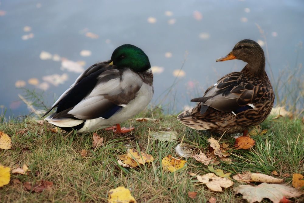 Photograph by Ирина Новицкая