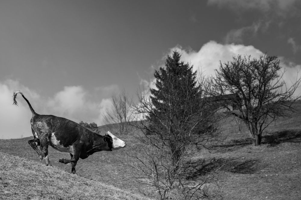 Photograph by Adrian Grigore