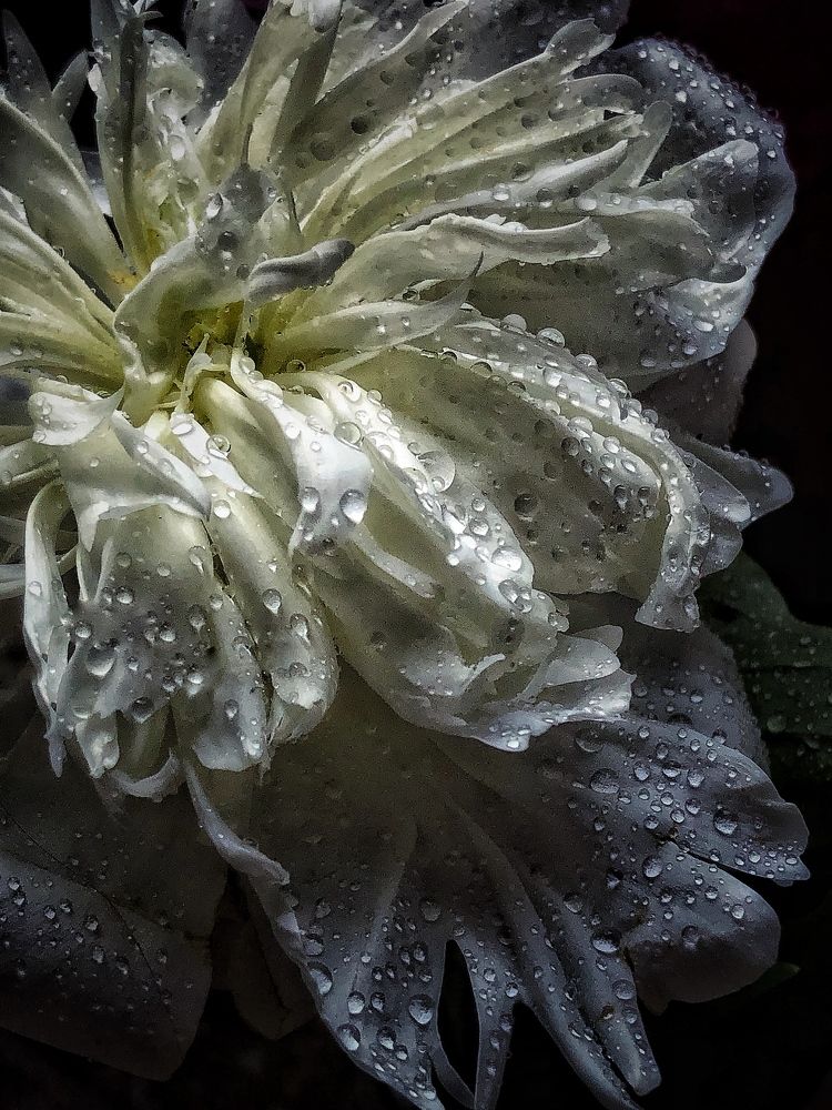Photograph by Света Кузнецова