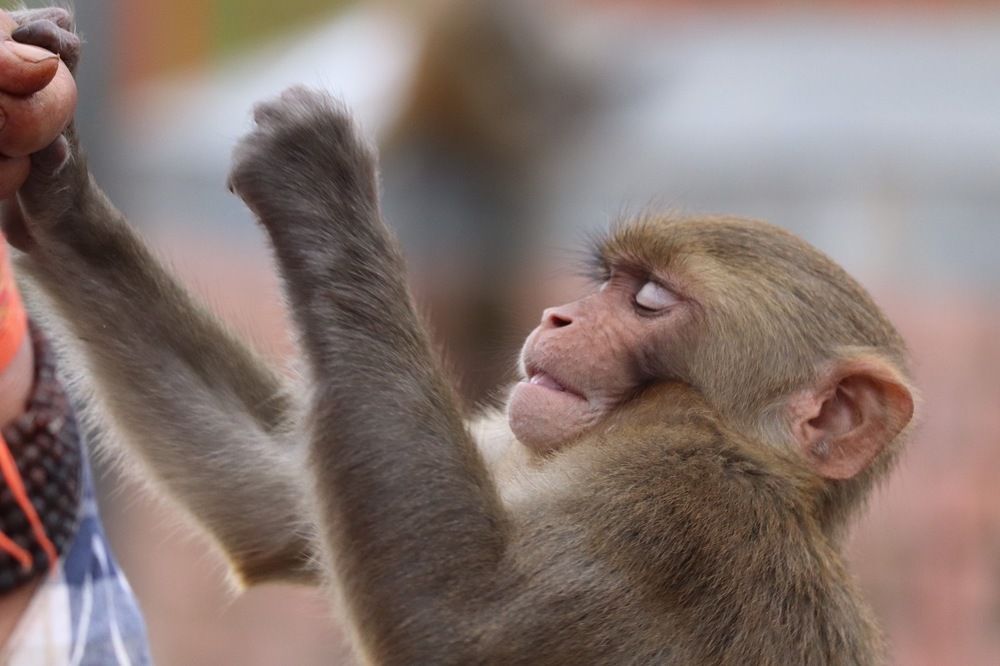 Photograph by Naresh kumar gyawali