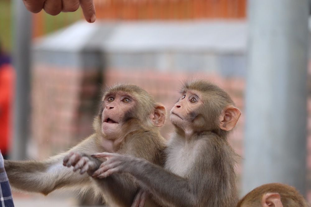 Photograph by Naresh kumar gyawali