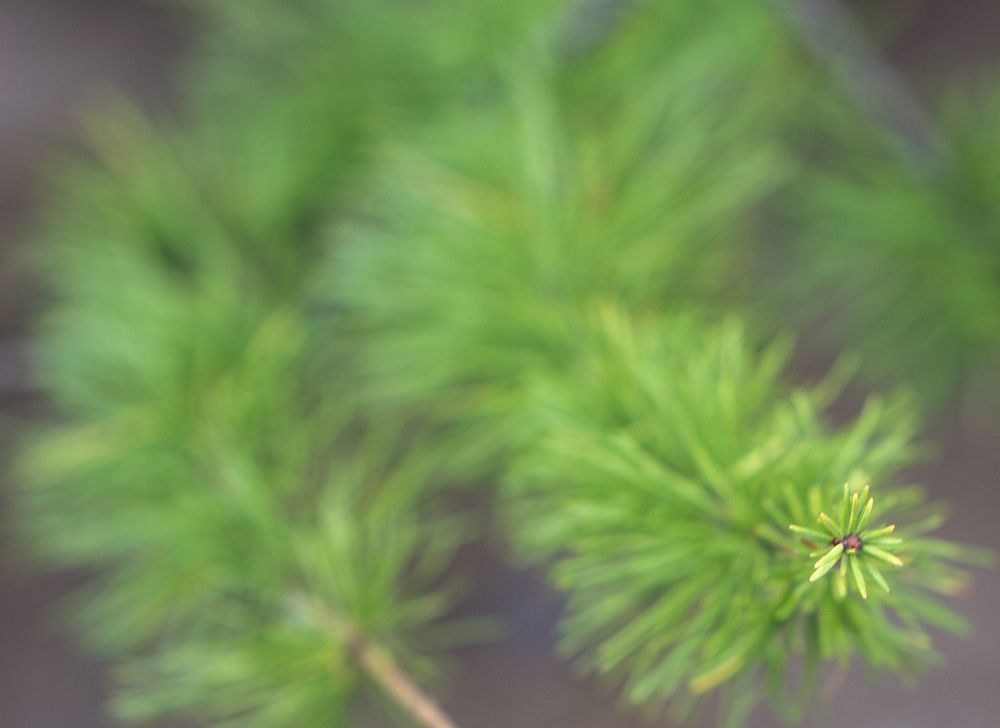 Photograph by Александр Пургин