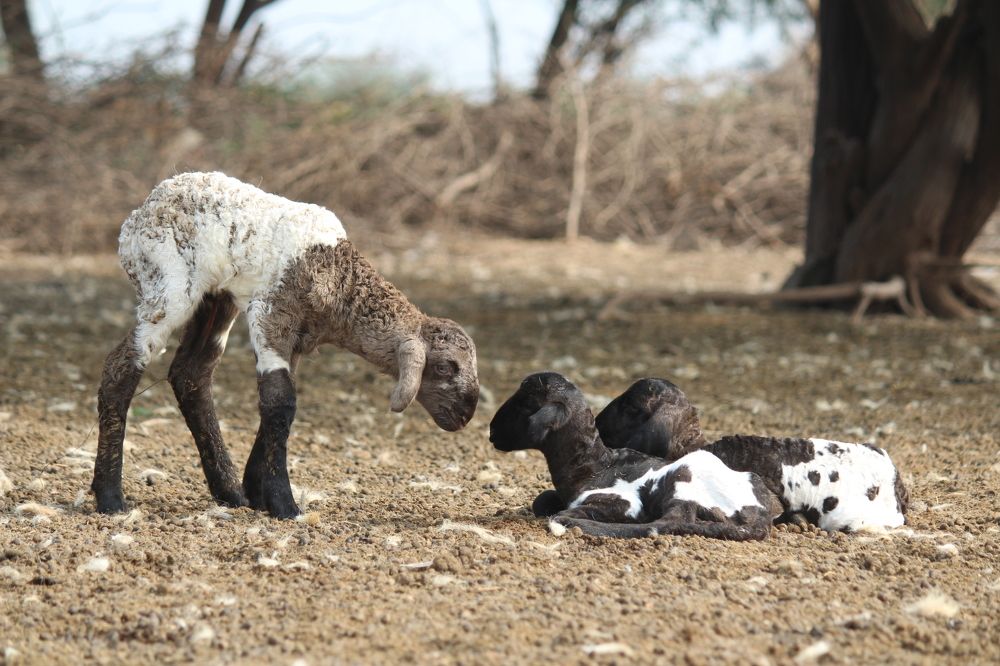 Photograph by Sharad vadoliya