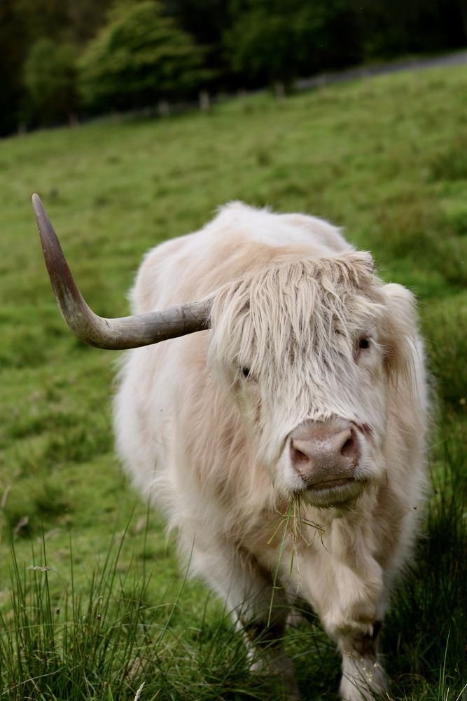 Highland cow, Scotland