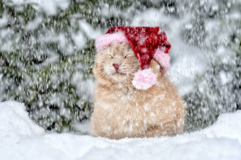 Photograph by Елена Чащина