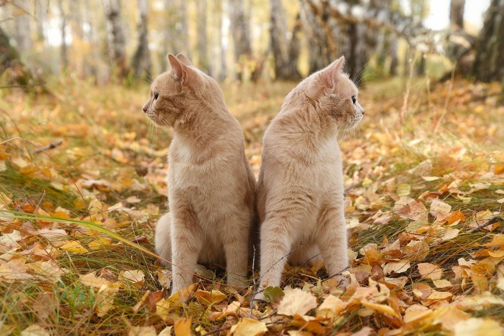 Photograph by Елена Чащина