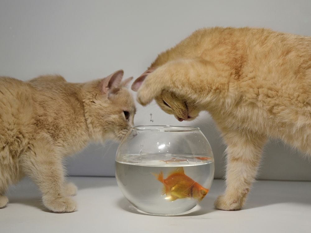 Photograph by Елена Чащина