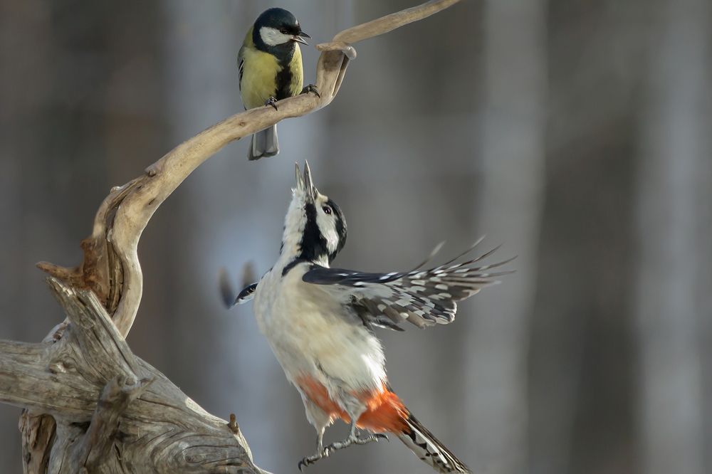 Синичка-учитель танцев