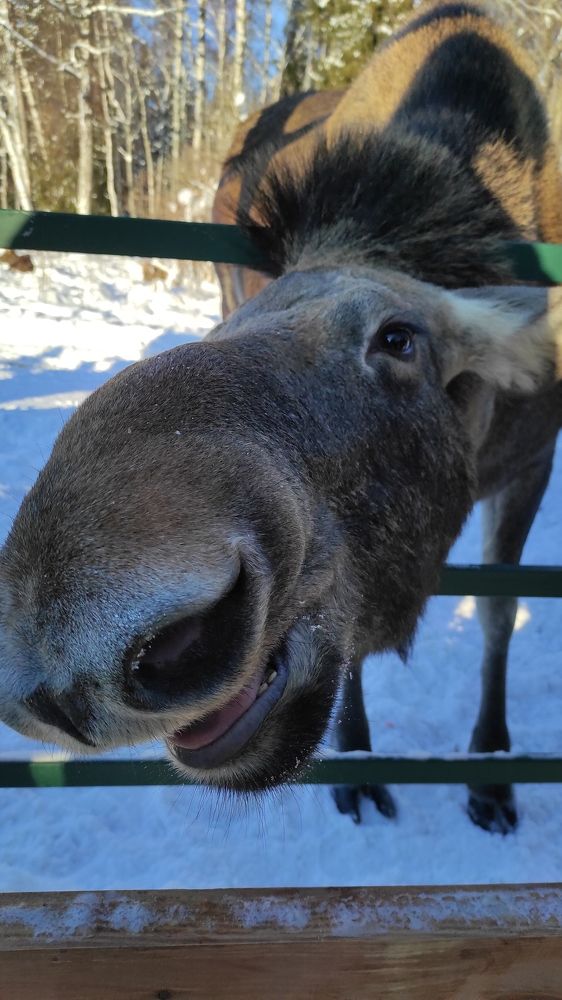 Photograph by Светлана Сафонова