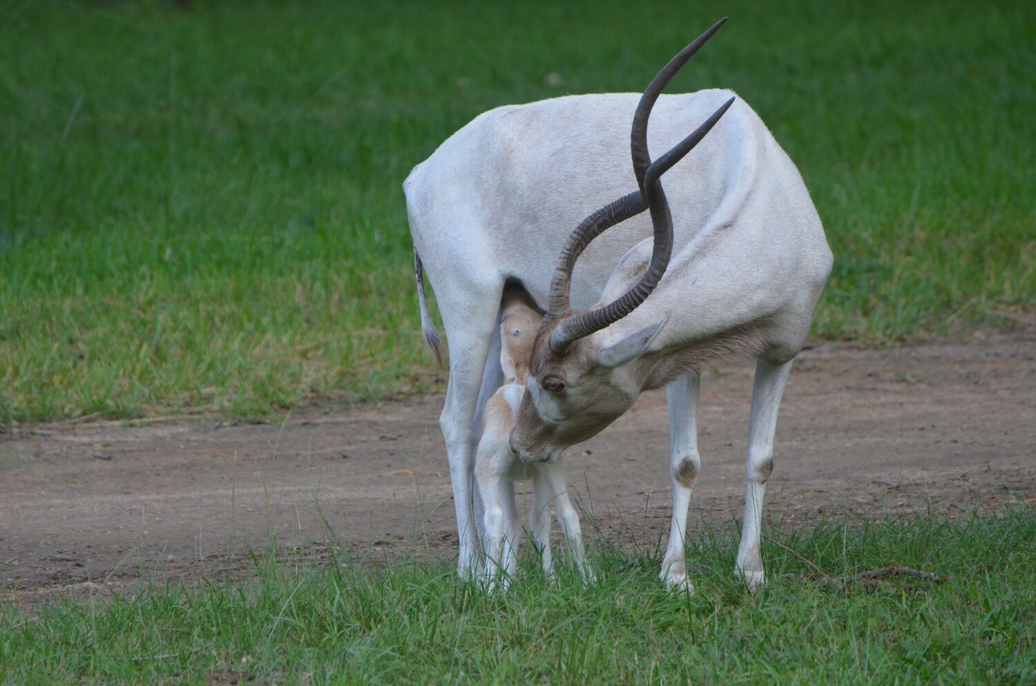 4Days old Addax and the mum