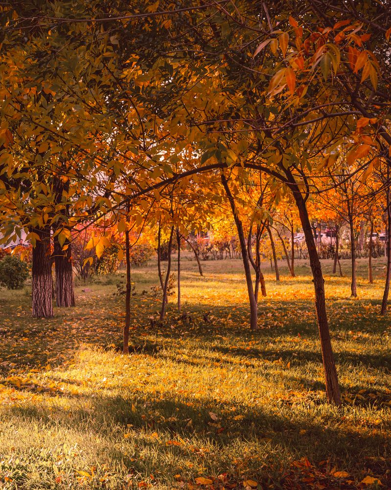 Золотая осень...