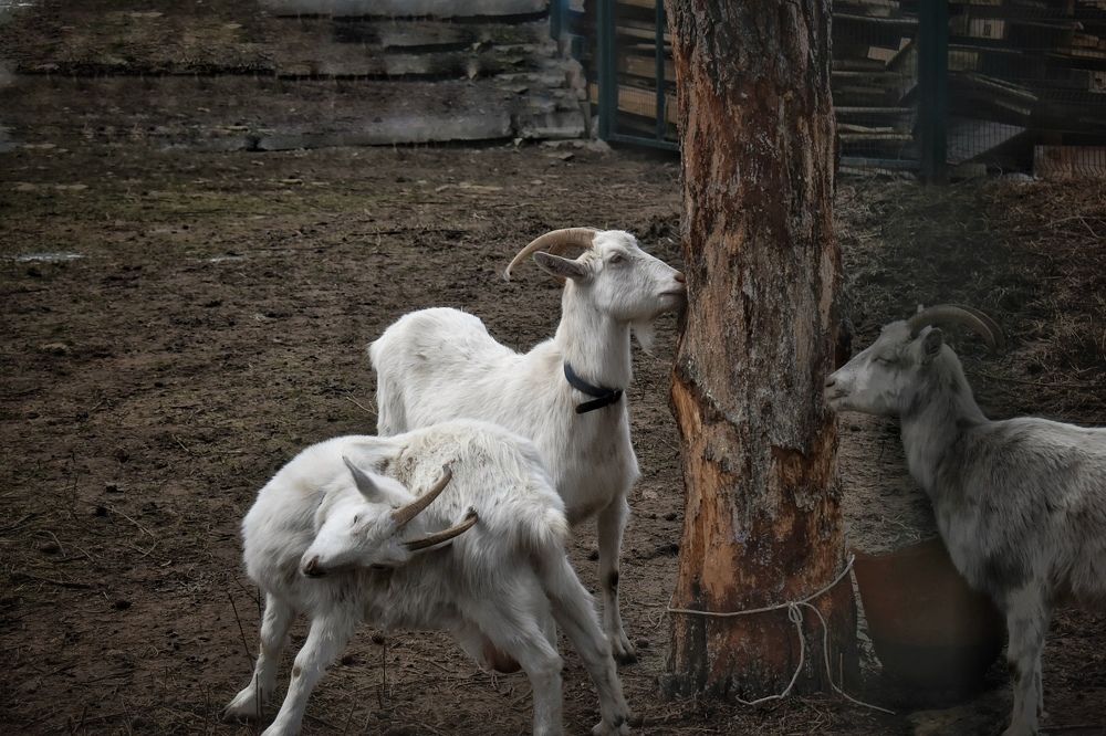 Photograph by Кира Бахвалова
