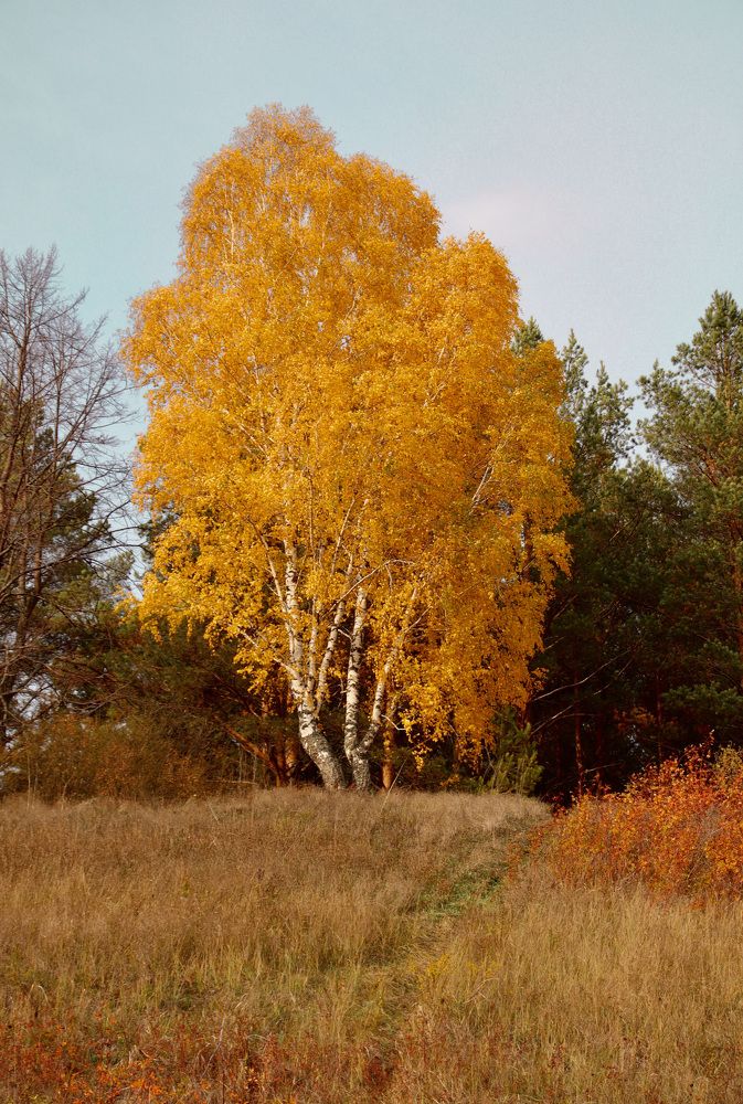 Photograph by Гуляева Светлана