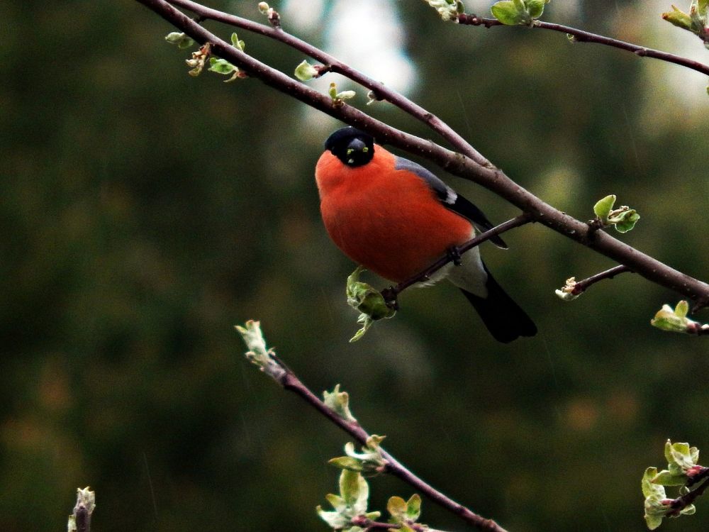 Photograph by Юрий Пучков