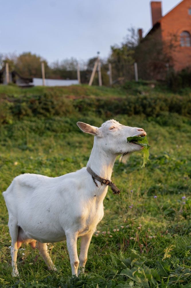 Photograph by Светлана Карнаух