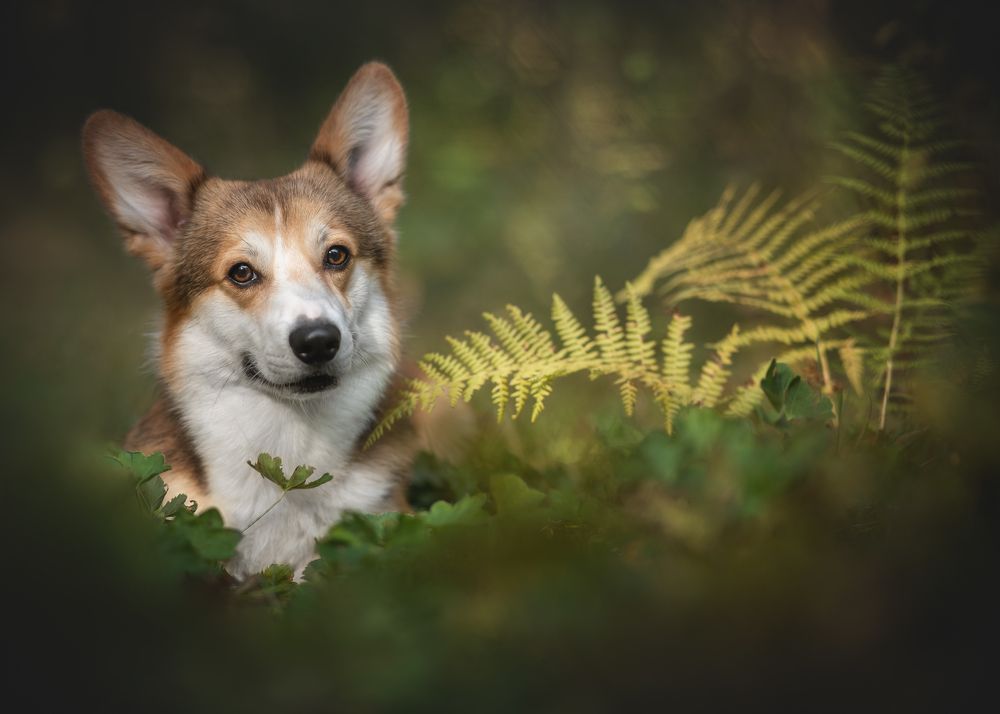 Photograph by Коптилина Галина