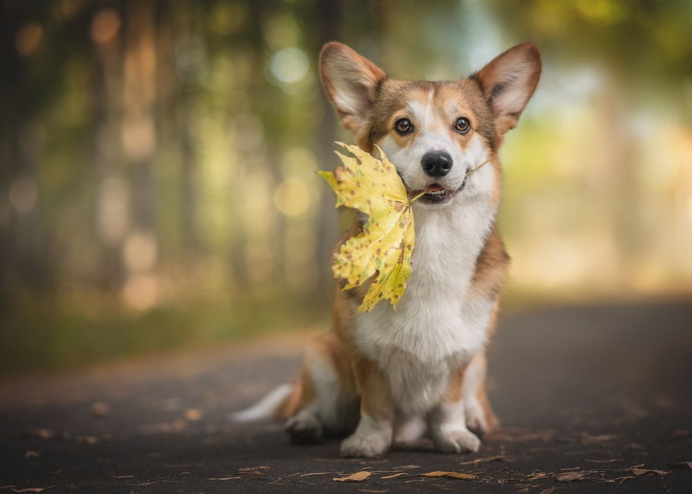 Photograph by Коптилина Галина
