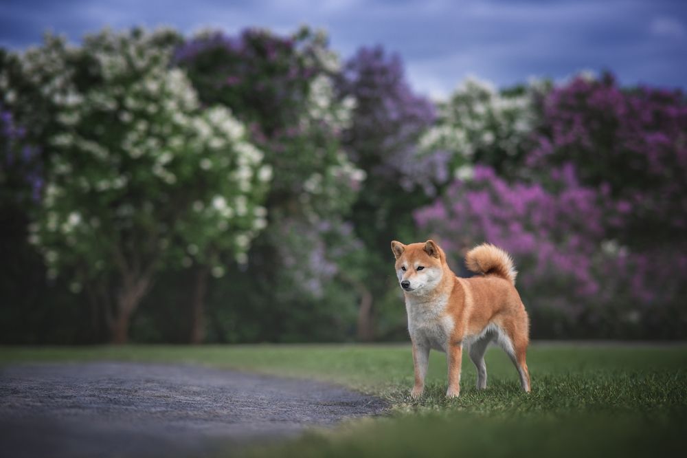 Photograph by Коптилина Галина